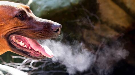 The Scary Truth About Your Dog?s Bad Breath ? iHeartDogs.com