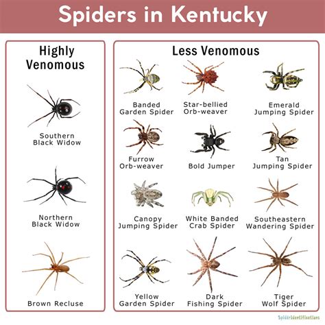 Orange Spider Identification Chart