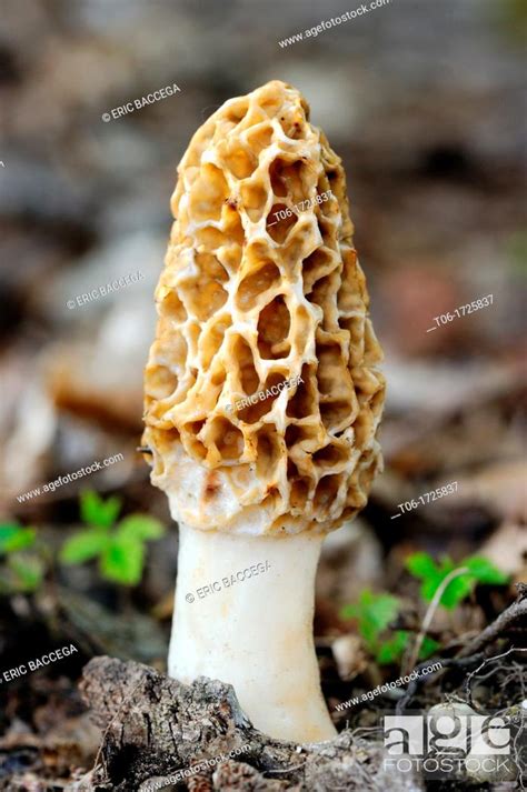 Common Morel Fungus Morchella Esculenta Alsace France Stock Photo