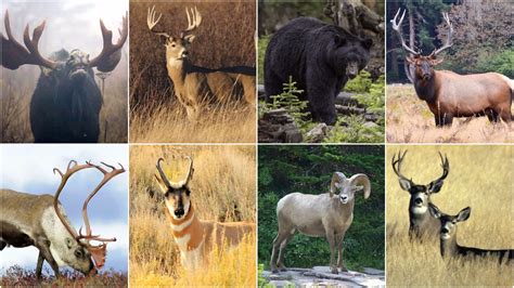 The 11 Best Cartridges For Downing Canadas Big Game Animals Page 4