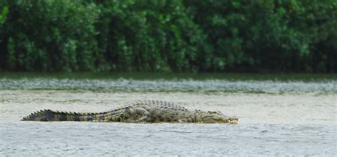 Saltwater Crocodiles In The Andaman And Nicobar Have A Pr Problem The