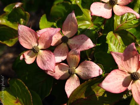 Il cornus kousa heart throb red è adatto in giardino come esemplare singolo, in aiuole con arbusti più bassi. Cornus kousa 'Schmred' HEART THROB CHINESE DOGWOOD ...