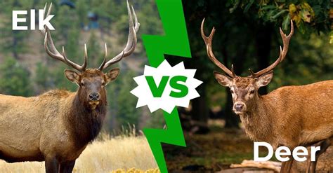 Elk Vs Deer 8 Key Differences Explained A Z Animals