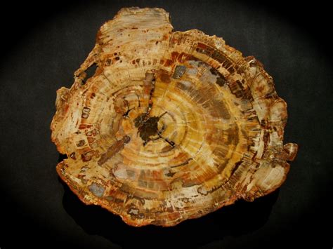 Triassic Petrified Wood