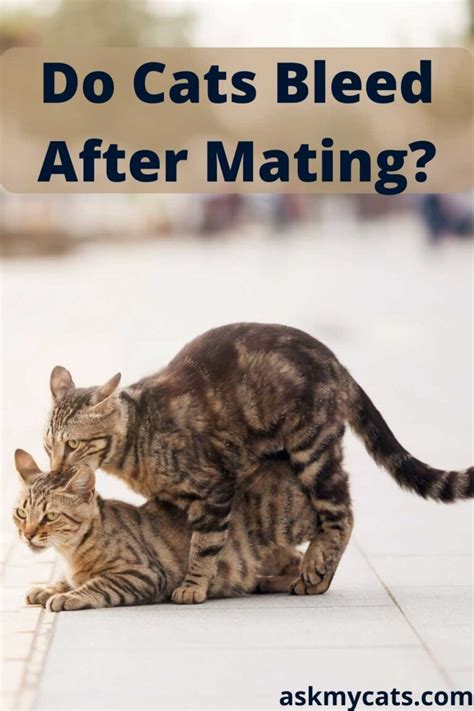 Cat Behavior After Mating Do Cats Act Differently After Mating