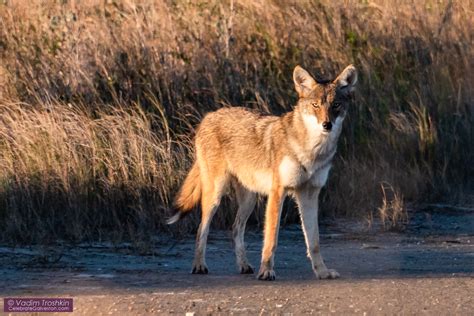 Galveston Coyote With Red Wolf Dna Blog
