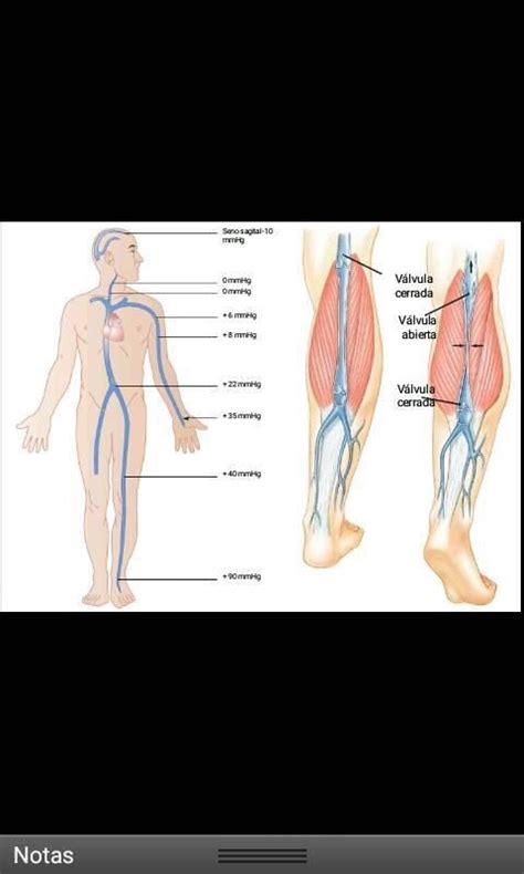 Maps and mapping are essential components of any and all geographic information systems (giss). Pin by Andres Sanchez on Anatomy | Map, Anatomy, Map ...