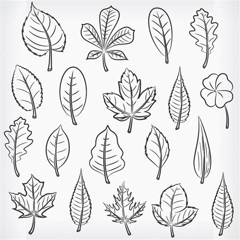 Premium Vector Doodle Tropical Plant Leaves Hand Drawing Sketch