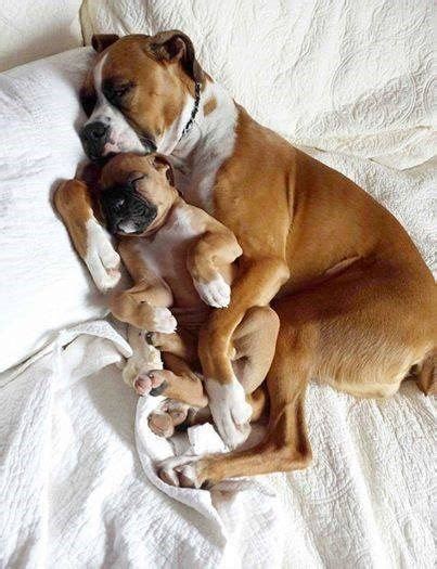 Boxer Pup Snuggling With Mom Nailsssss Pinterest