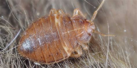 Bed Bugs Becoming Two Different Species Business Insider