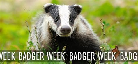 Badger Week Help Fight The Cull Network For Animals