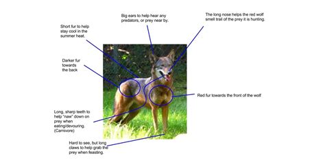Adaptations Red Wolves