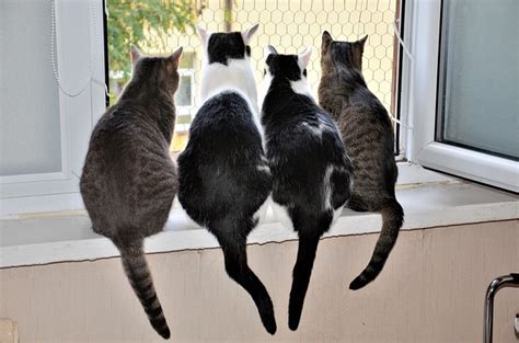 The literal meaning of which is the mythical bird that burnt itself to ashes on a funeral pile of aromatic twigs ignited by the sun st. Herding Cats: the meaning of "herding cats" - Dogalize