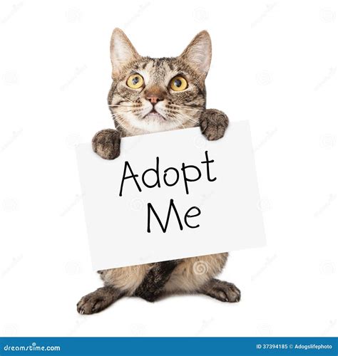 Cat Carrying Adopt Me Sign stock afbeelding. Image of bedelen - 37394185
