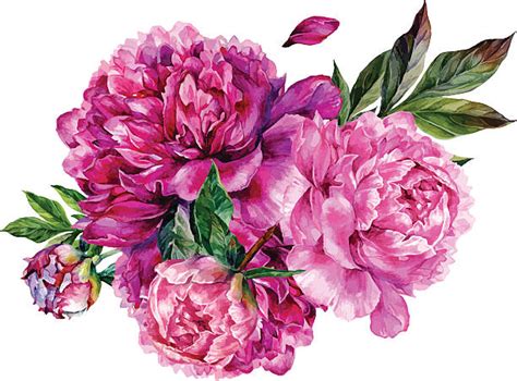 Peonies Watercolor Clipart Pink Flower Clipart Peonies Etsy Kulturaupice