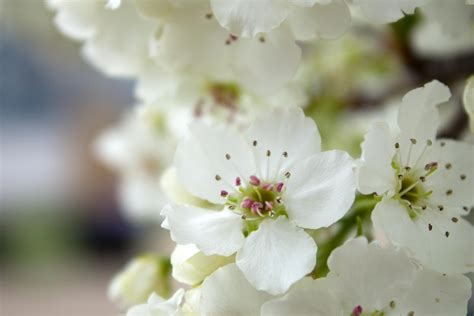Apple Blossom White Flower · Free Photo On Pixabay