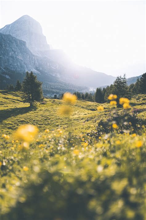 Download 3840x5760 Mountains Yellow Flowers Grass Outdoors Scenery