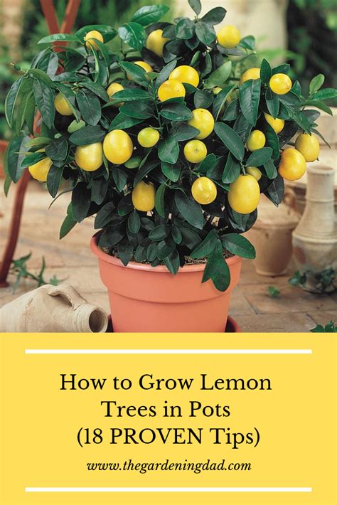 Are You Interested In Learning How To Grow Lemon Trees In Pots If So