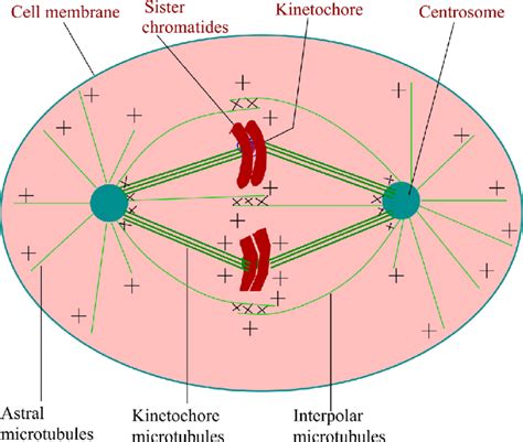 Schematic Representation Of Mitotic Spindle Of Somatic Animal Cells In