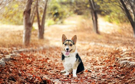 Corgi Galés En La Naturaleza Fotos De Perros Welsh Corgi Cardigan