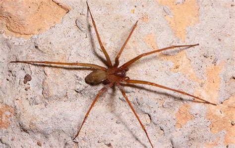 How Spiders Work A Look At One Of Tennessees Most Common Pests