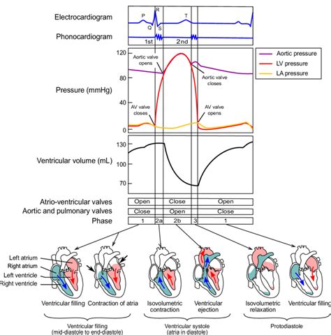 8 Cardiac Cycle Top Diagram Depicting Cardiac Signals Ecg