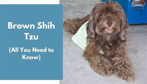 Brown Shih Tzu All Information You Need To Know Animalfate