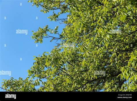 Canopy Of Blue Hi Res Stock Photography And Images Alamy