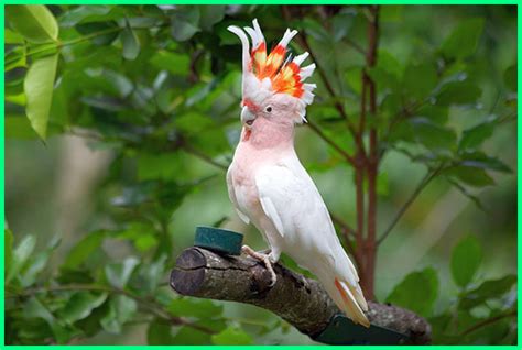 Tekdung syalalala g c burung kakak tua. burung kakak tua dengan 10 keunikannya yang harus kamu ...