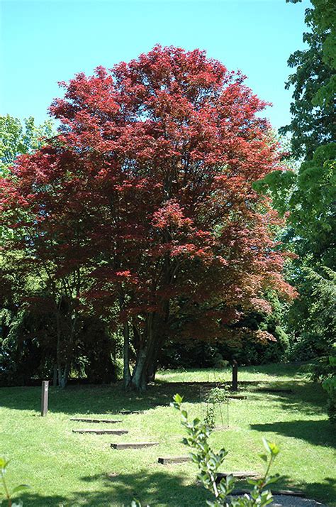 A deciduous tree grown for its leaves. Purple-Leaf Japanese Maple (Acer palmatum 'Atropurpureum ...