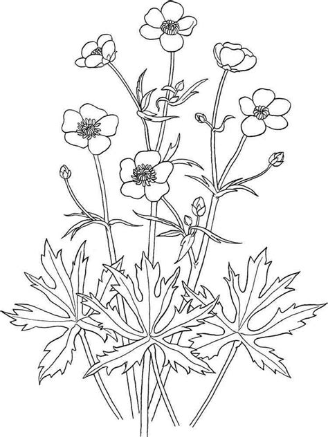 Buttercup flower coloring pages
