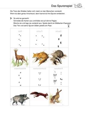 Sammlungen (seite 2) mit zuordnung tiere. Tierspuren im Wald - Das Spurenspiel: Verlage der ...