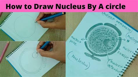 How To Draw Nucleus Very Easy Step By Step Youtube