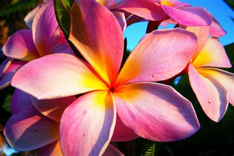 Kauai Pink Plumeria Hawaii Pictures