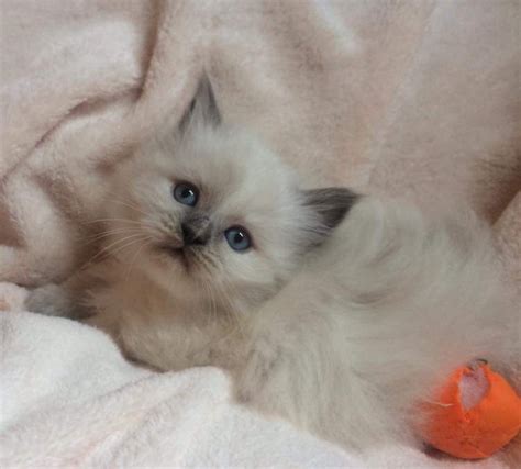 I am always asked this question on youtube because charlie and trigg look a lot and well, compared to a 7 lb. Ragdoll Cats For Sale | Lafayette, LA #274610 | Petzlover