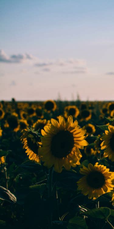 Energize your space with a custom wall mural. hipster sunflower | Tumblr