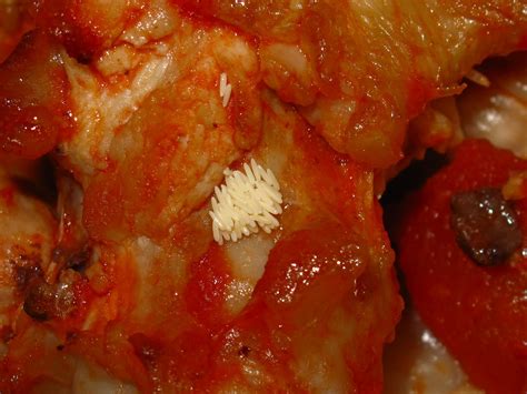 BugBlog: The CSI Blowfly