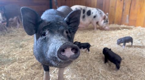 Adopting A Pig What You Need To Know Houston Spca