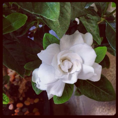 See our disclaimer gardenia bonsai are one of the most loved and challenging plants in the bonsai world. I love my Gardenia bonsai tree | Bonsai tree, Flowers, Bonsai