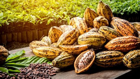 Cacau é Uma Fruta Exótica
