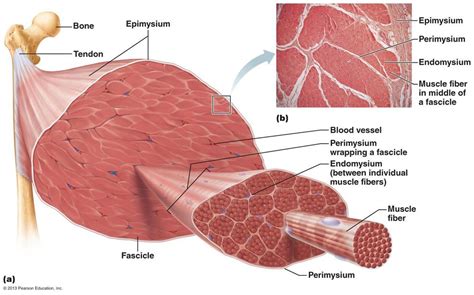 Muscle Fibers: The Difference Between Fast & Slow Twitch Muscle Fibers