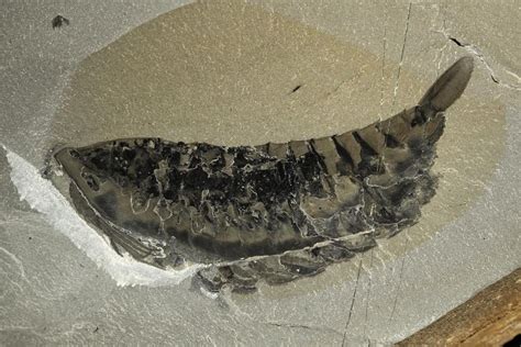 Mother Lode Of Amazingly Preserved Fossils Discovered In Canada