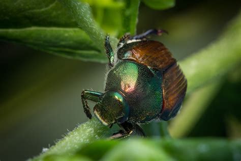 Do Japanese Beetle Traps Really Work Top 7 Garden And Lawn Traps