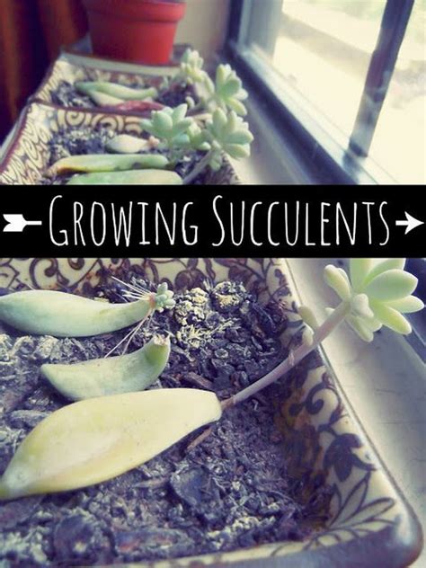Other varieties of sedum and kalanchoe besides what we've already mentioned are great, as are euphorbia species. Creative Indoor And Outdoor Succulent Garden Ideas 2017