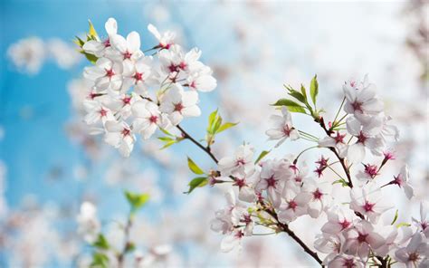 Descargar Fondos De Pantalla Cerezos En Flor Primavera Fondo Con