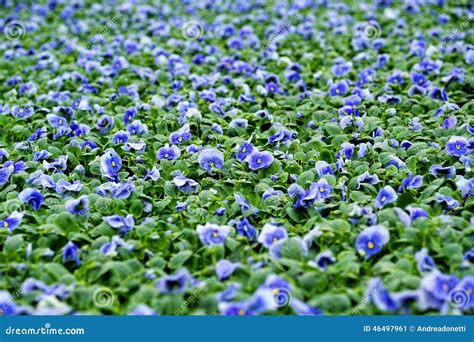 Field Of Colorful Blue Violets Stock Image Image Of Propagation