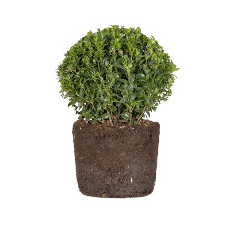 Buxus Sempervirens Boj Elho® Give Room To Nature