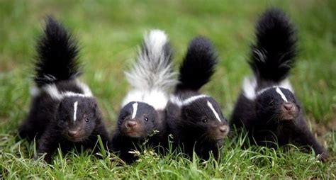 Just A Bunch Of Little Stinkers Baby Skunks Cute Animals Unusual