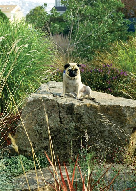 This shrub classic is perfectly safe for dogs, including the new variety rainbow sensation. Backyard Ideas for Dogs | Dog friendly garden, Diy ...