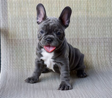 Like the french bulldog, the blue french bulldog is a stocky but small dog. Gorgeous Blue French Bulldog Puppies Available...visit ...